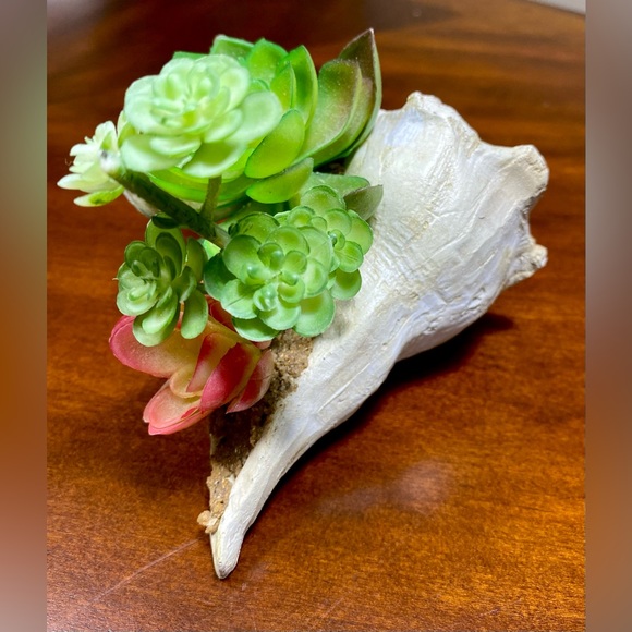 SUCCULENT GARDEN IN SHELL 5 inches - Picture 9 of 11